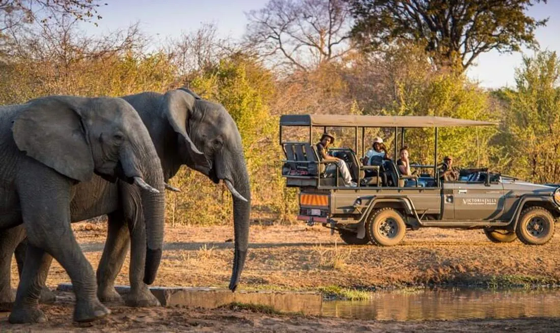 Elephants beside an open safari vehicle on a game drive near Victoria Falls